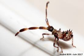 Attēlu rezultāti vaicājumam “Coreus marginatus imago”