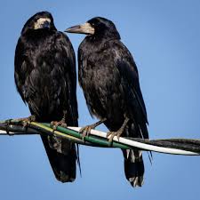 Attēlu rezultāti vaicājumam “Corvus frugilegus”