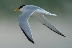 Attēlu rezultāti vaicājumam “Sternula albifrons”