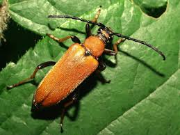 Attēlu rezultāti vaicājumam “Leptura rubra”