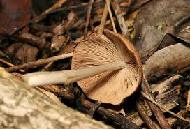 Attēlu rezultāti vaicājumam “Psathyrella pygmaea”