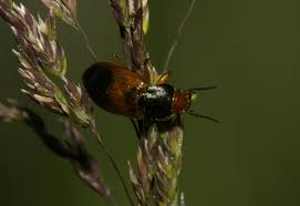 Attēlu rezultāti vaicājumam “Diachromus germanus”