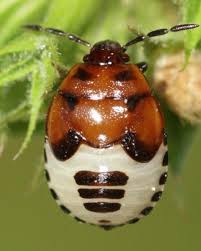 Attēlu rezultāti vaicājumam “Tritomegas bicolor imago”