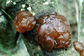 Attēlu rezultāti vaicājumam “Exidia saccharina”