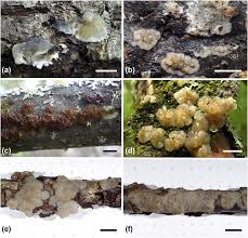 Attēlu rezultāti vaicājumam “Exidia cartilaginea”