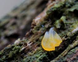 Attēlu rezultāti vaicājumam “Calocera glossoides”