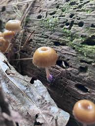 Attēlu rezultāti vaicājumam “Xeromphalina campanella”