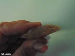 Image result for feuille-laurier-silex