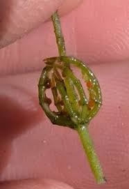 Attēlu rezultāti vaicājumam “Chara contraria”