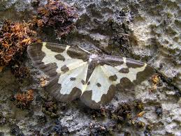 Attēlu rezultāti vaicājumam “Lomaspilis marginata”