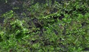 Attēlu rezultāti vaicājumam “Lophozia longidens”