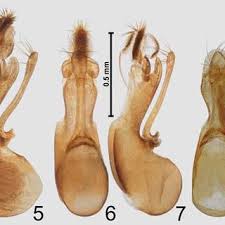 Attēlu rezultāti vaicājumam “Ontholestes murinus”