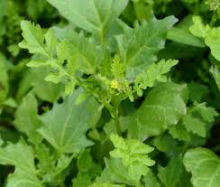 Attēlu rezultāti vaicājumam “Rorippa sylvestris leaf”