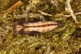 Attēlu rezultāti vaicājumam “Eulithis testata”