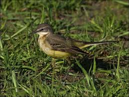 Attēlu rezultāti vaicājumam “Motacilla flava flava”