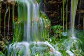 Attēlu rezultāti vaicājumam “Enteromorpha sp.”