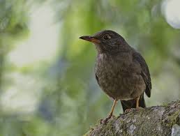 Attēlu rezultāti vaicājumam “Turdus merula female”