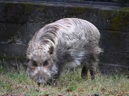 Attēlu rezultāti vaicājumam “Sus scrofa”