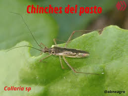 Attēlu rezultāti vaicājumam “Collaria sp.”