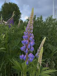 Image result for Lupinus polyphyllus Lindl.