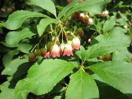 Attēlu rezultāti vaicājumam “Enkianthus campanulatus”