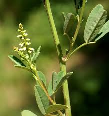 Attēlu rezultāti vaicājumam “Melilotus albus fruit”