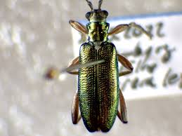 Attēlu rezultāti vaicājumam “Donacia clavipes”