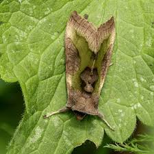 Attēlu rezultāti vaicājumam “Diachrysia tutti”