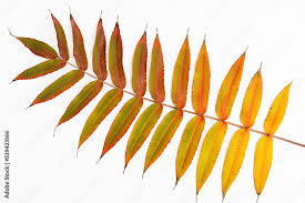 Attēlu rezultāti vaicājumam “Rhus typhina leaf”