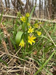 Attēlu rezultāti vaicājumam “Gagea lutea bud”