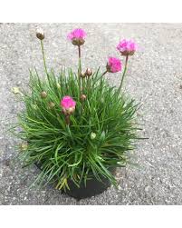 Image result for Grasnelke