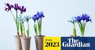 Attēlu rezultāti vaicājumam “Iris reticulata”