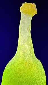 Attēlu rezultāti vaicājumam “Blasia pusilla sporophyte”