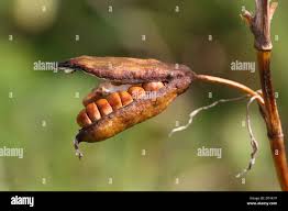 Attēlu rezultāti vaicājumam “Iris pseudacorus fruit”