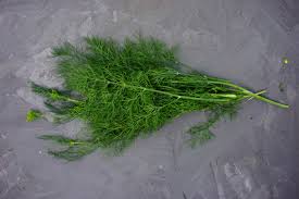 Image result for Dill