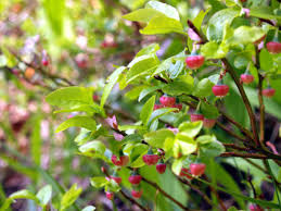 Attēlu rezultāti vaicājumam “Vaccinium myrtillus flower”