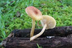 Attēlu rezultāti vaicājumam “Ceriporia excelsa”