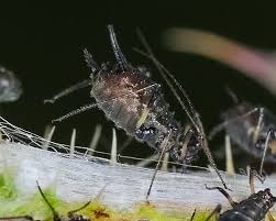 Attēlu rezultāti vaicājumam “Uroleucon cirsii”