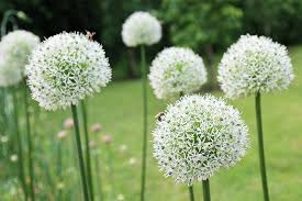 Image result for Zierlauch