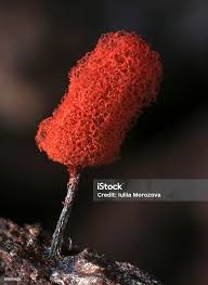 Attēlu rezultāti vaicājumam “Arcyria denudata macro”