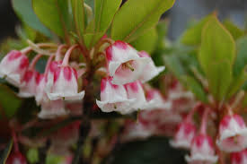 Attēlu rezultāti vaicājumam “Enkianthus chinensis flower”