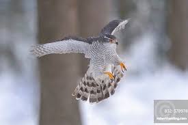 Attēlu rezultāti vaicājumam “Accipiter gentilis adult”