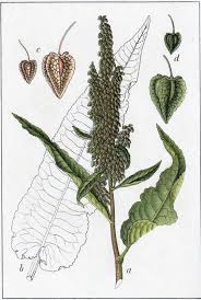 Attēlu rezultāti vaicājumam “Rumex aquaticus”