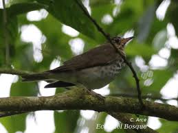 Image result for Catharus minimus