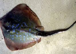 Image result for Dasyatis chrysonota