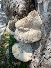 Attēlu rezultāti vaicājumam “Perenniporia subacida”