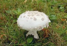 Attēlu rezultāti vaicājumam “Amanita strobiliformis”