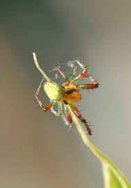 Attēlu rezultāti vaicājumam “Araniella male”