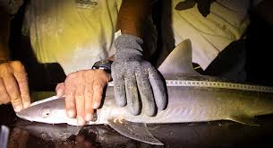 Image result for Paragaleus pectoralis