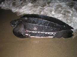 Image result for Dermochelys coriacea